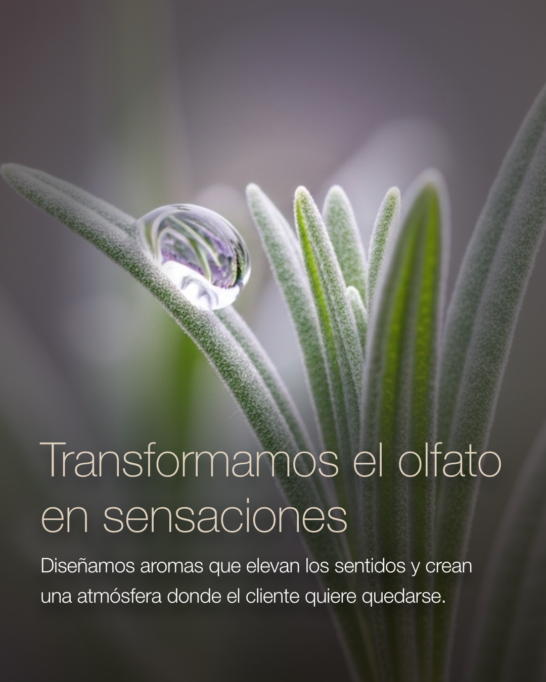Transformamos el olfato en sensaciones